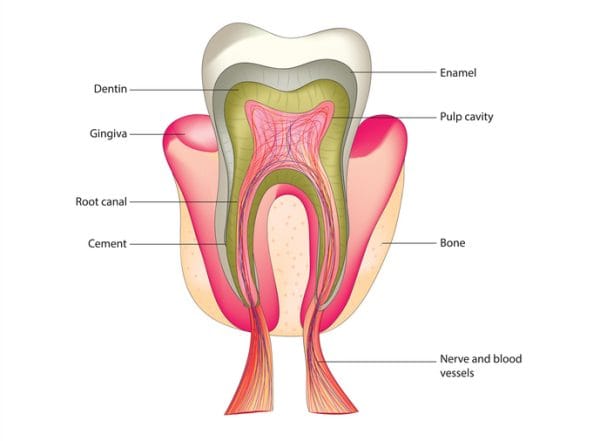 Root canal explanation